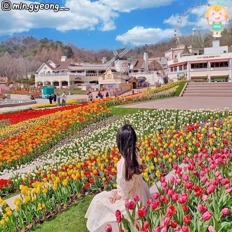 275589552 339036684828483 3171496087472256265 n 1 Lễ hội hoa tulip ở công viên Everland 에버랜드 튤립축제🌷