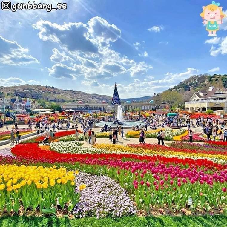 275602817 339036764828475 810123238479717865 n 1 Lễ hội hoa tulip ở công viên Everland 에버랜드 튤립축제🌷