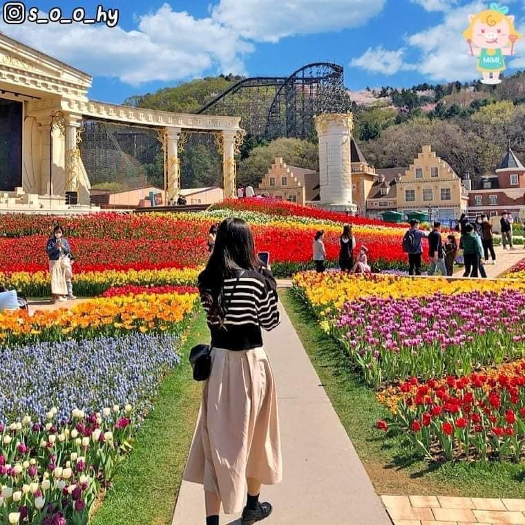 275621044 339036631495155 7150977999145892973 n 1 Lễ hội hoa tulip ở công viên Everland 에버랜드 튤립축제🌷
