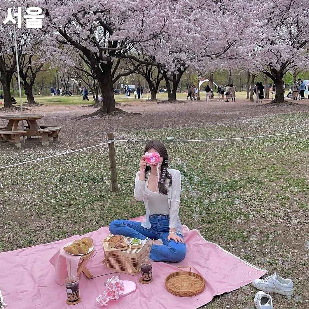 275845517 261700272825688 266868081452200829 n 1 Rừng hoa đào rực rỡ giữa Seoul