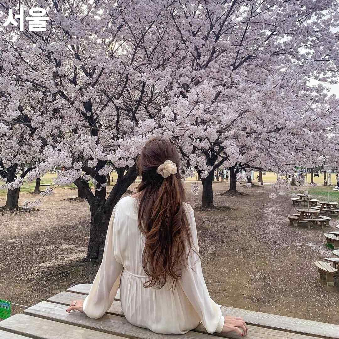 275847662 261699852825730 6804824699610616 n 1 Rừng hoa đào rực rỡ giữa Seoul