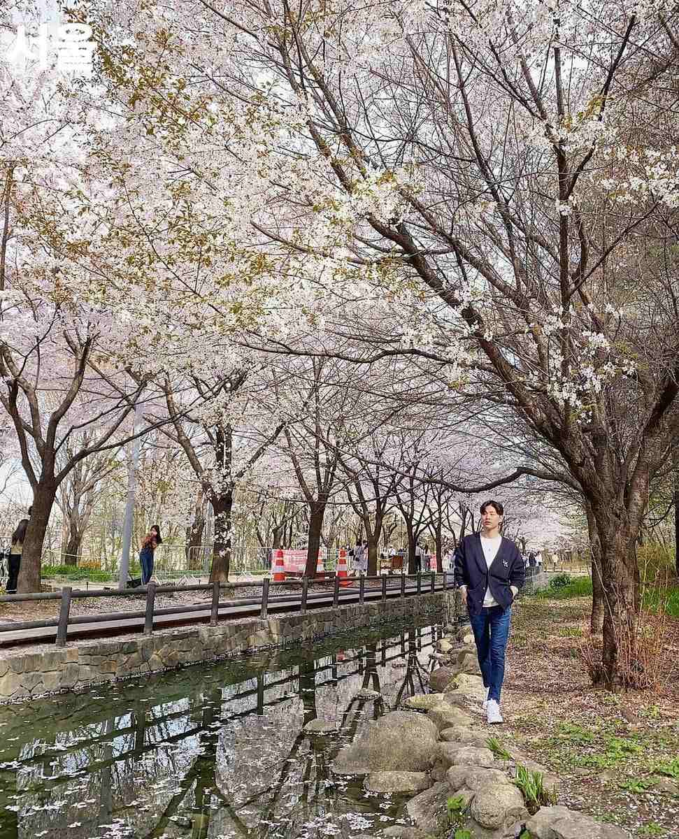 275852007 261700246159024 3357228274401874706 n 1 Rừng hoa đào rực rỡ giữa Seoul