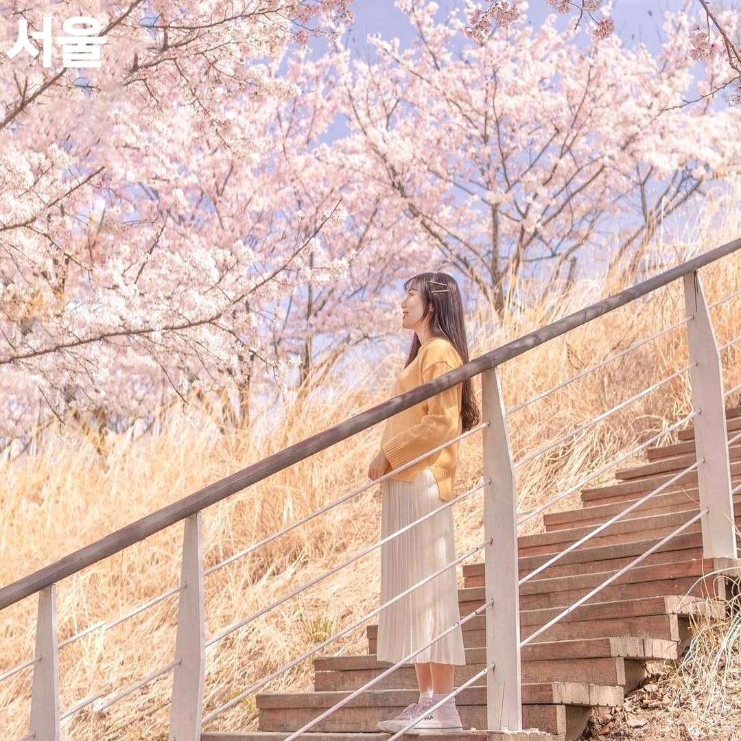275858886 261699202825795 6885175021658291722 n 1 Rừng hoa đào rực rỡ giữa Seoul