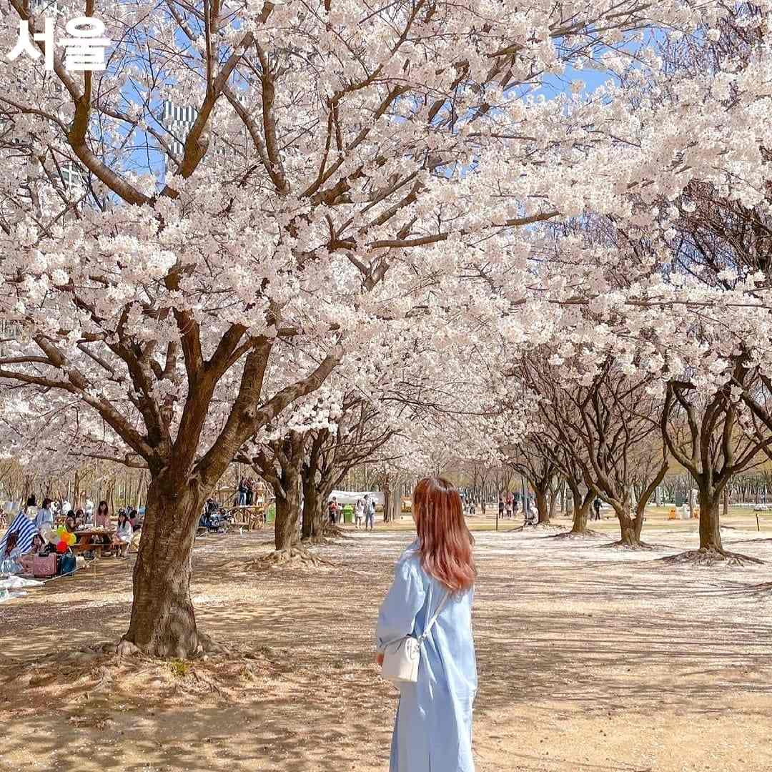 275872194 261699929492389 933143676433296457 n 1 Rừng hoa đào rực rỡ giữa Seoul