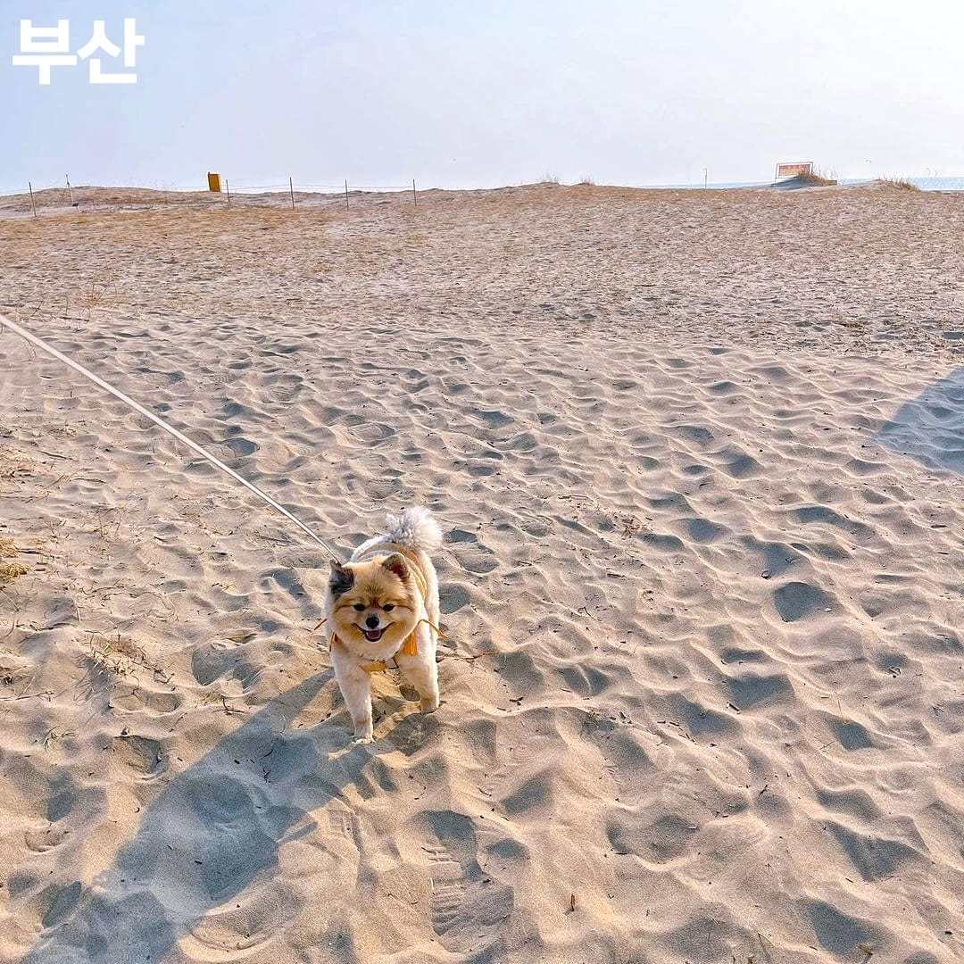 275898377 261083119554070 8127433498216948603 n 1 Khám phá Sa Mạc nằm trong lòng Busan