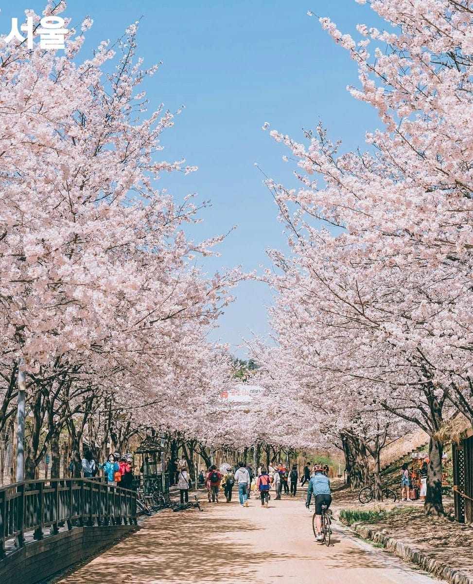 275912505 261700029492379 1498968539350121189 n 1 Rừng hoa đào rực rỡ giữa Seoul