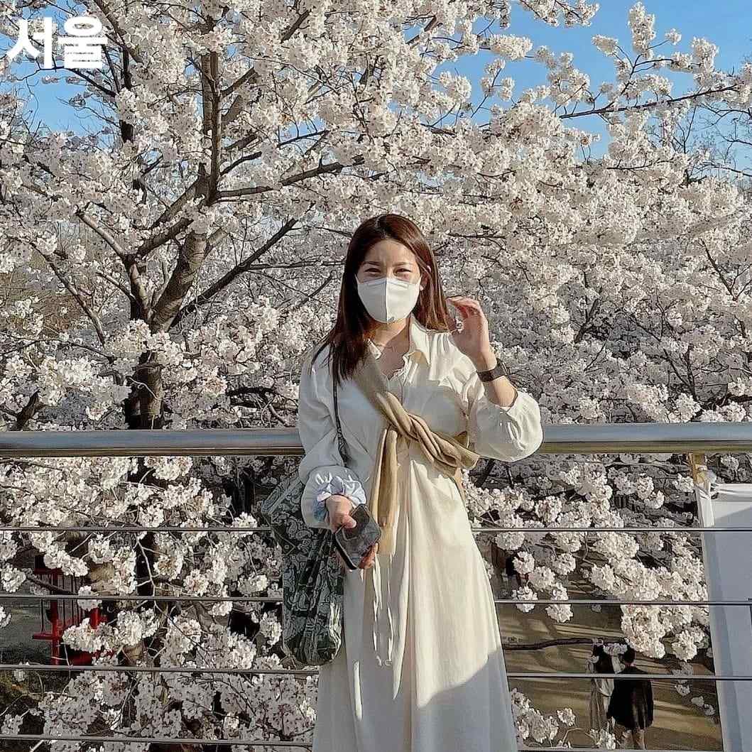 275924074 261699889492393 7814020784623299421 n 1 Rừng hoa đào rực rỡ giữa Seoul