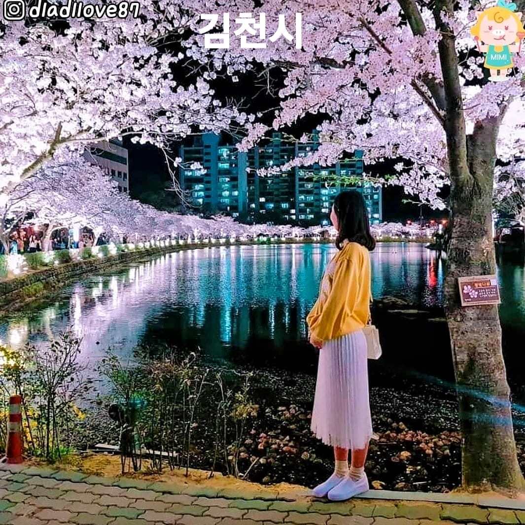 275985116 263000836028965 1521451886363629609 n 1 Hoa anh đào bao quanh hồ nước tại KimCheon