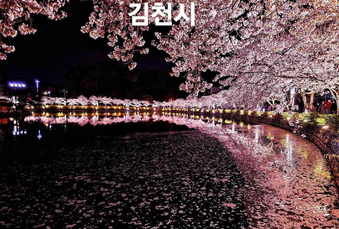 275993044 263001529362229 202880791648341186 n 1 Hoa anh đào bao quanh hồ nước tại KimCheon