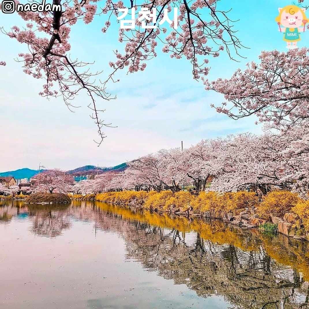 275999655 263001096028939 8580069981616831984 n 1 Hoa anh đào bao quanh hồ nước tại KimCheon