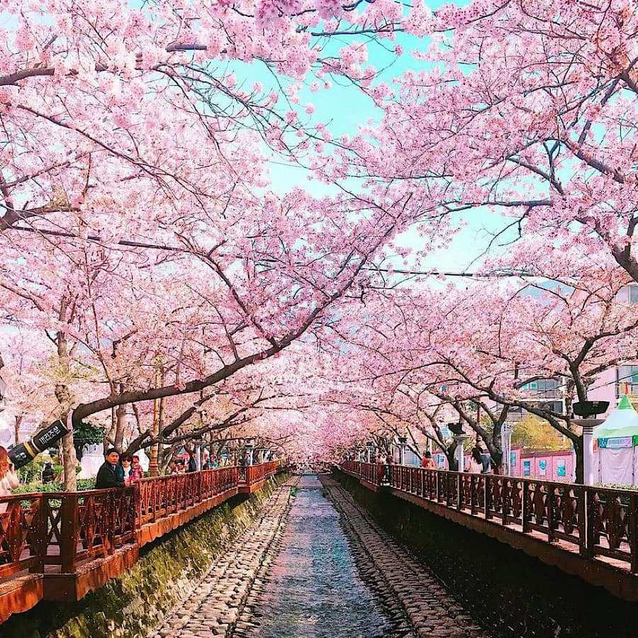 276004480 343374461061372 7862680188948562620 n 1 Mùa hoa anh đào ở Jinhae ￼