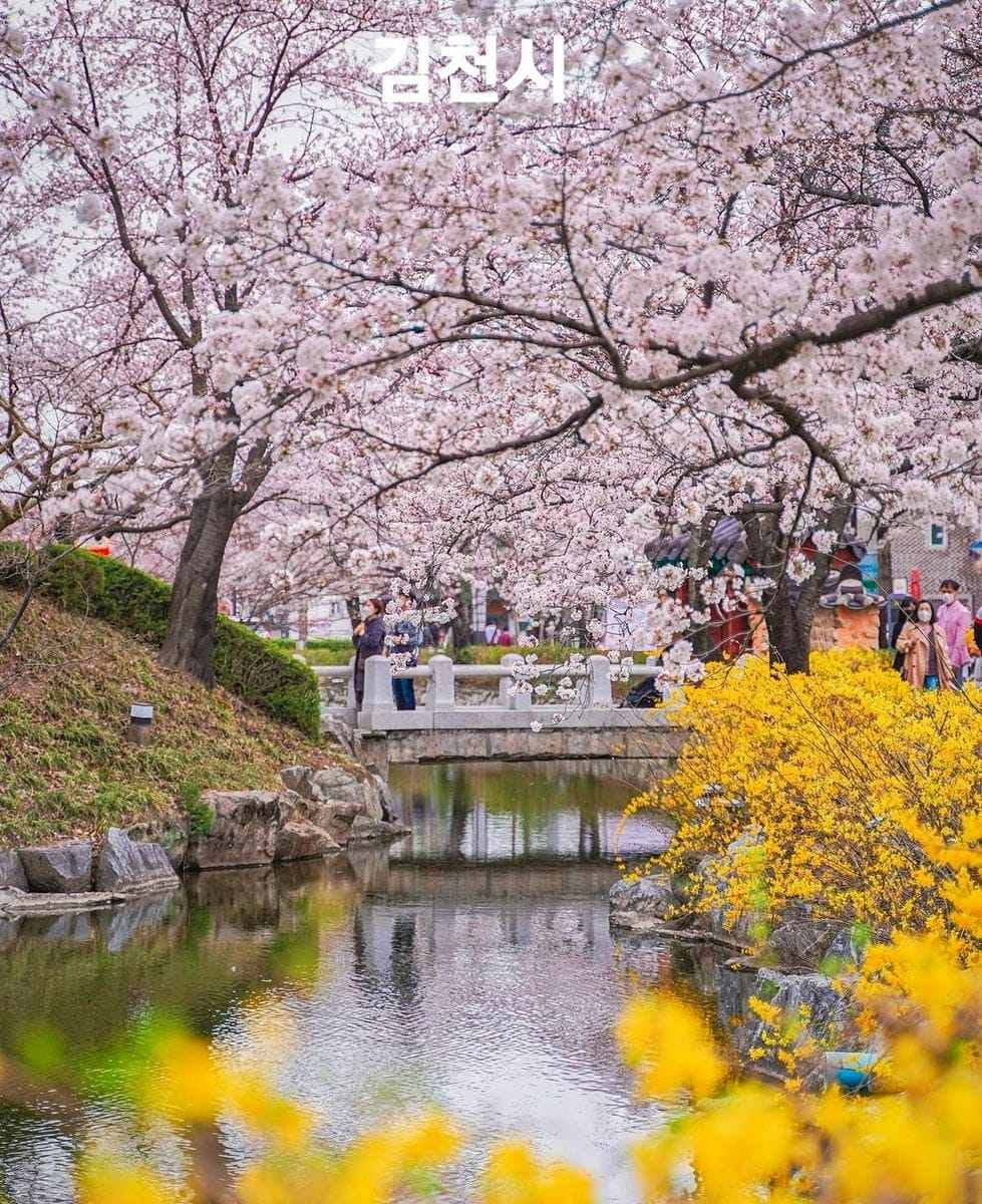 276011089 263001179362264 5331494090447662087 n 1 Hoa anh đào bao quanh hồ nước tại KimCheon