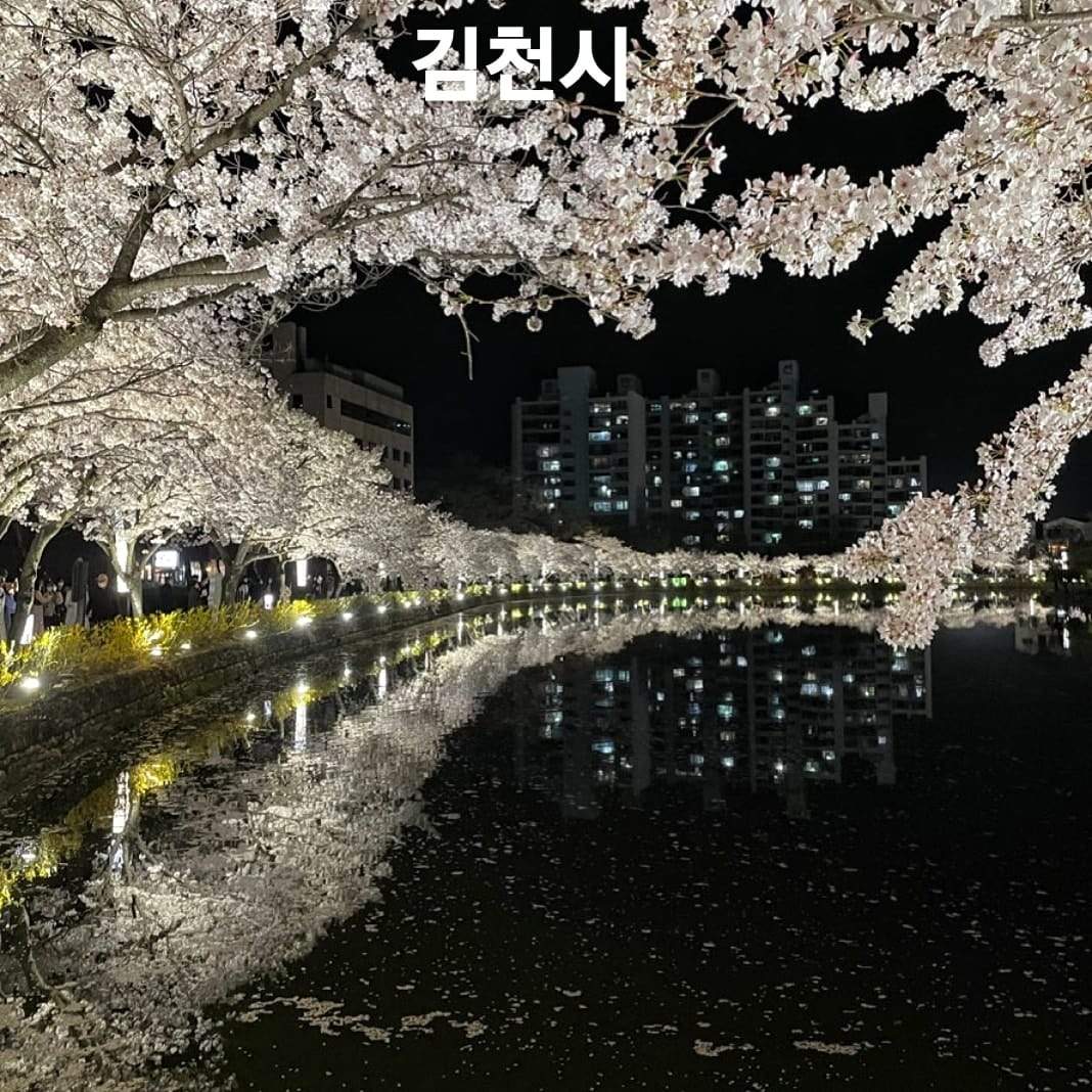 276017619 263001382695577 184972266398131748 n 1 Hoa anh đào bao quanh hồ nước tại KimCheon