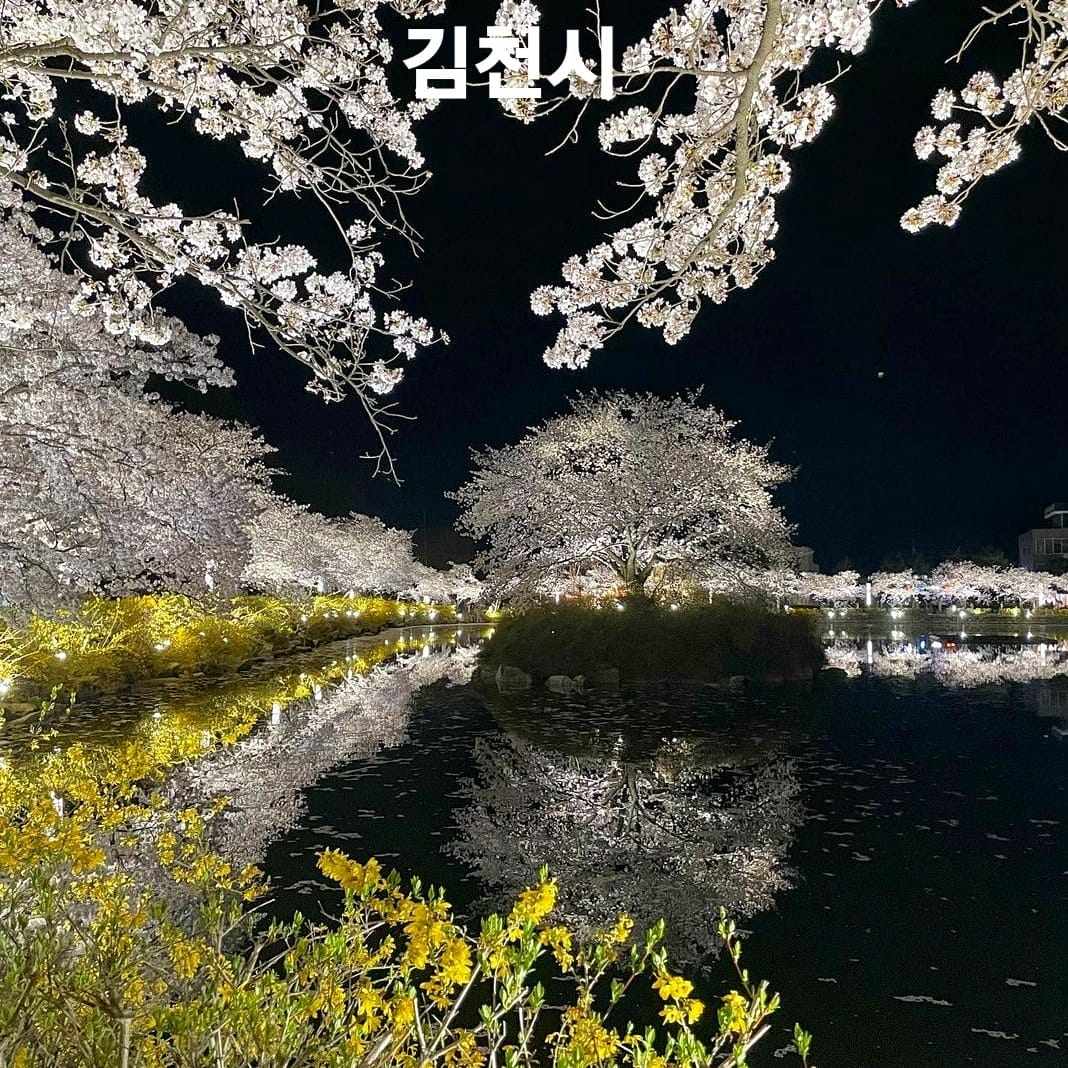 276019329 263001409362241 8893724133937386746 n 1 Hoa anh đào bao quanh hồ nước tại KimCheon