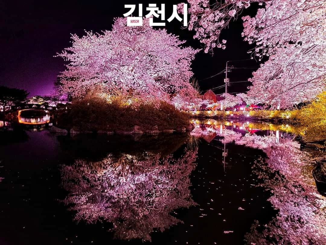 276025748 263001589362223 7441702271602768203 n 1 1 Hoa anh đào bao quanh hồ nước tại KimCheon