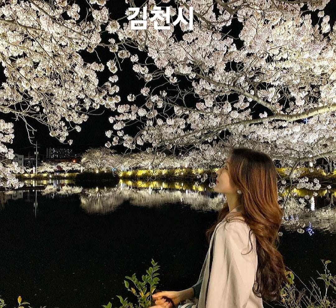 276029085 263001159362266 326281596861434477 n 1 Hoa anh đào bao quanh hồ nước tại KimCheon