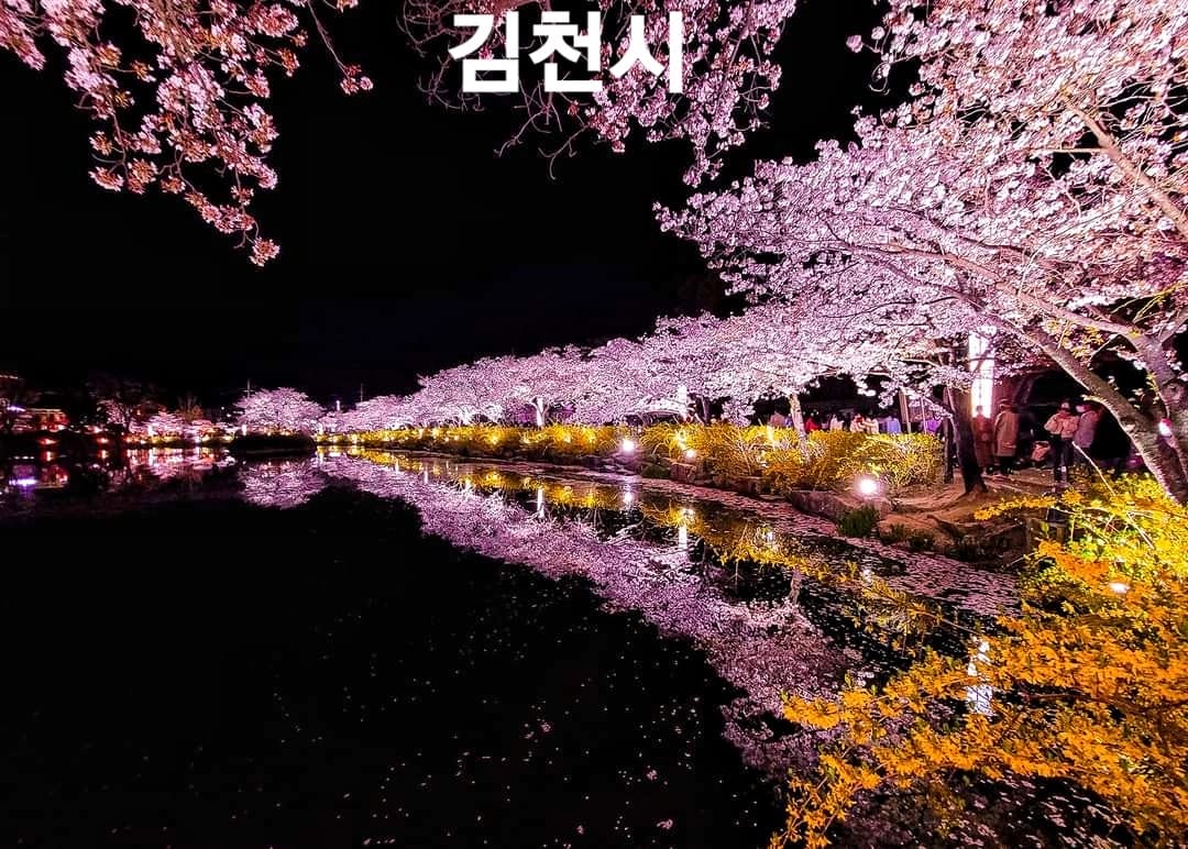 276054878 263001562695559 4652173198869374272 n 1 Hoa anh đào bao quanh hồ nước tại KimCheon