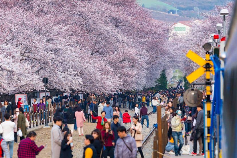 276062243 343374674394684 1259859463089098546 n 1 Mùa hoa anh đào ở Jinhae ￼