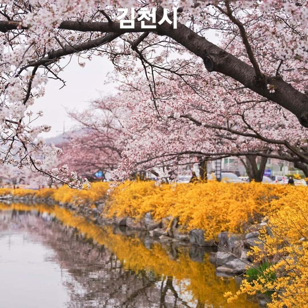 276070114 263000919362290 8650552957047872673 n 1 Hoa anh đào bao quanh hồ nước tại KimCheon