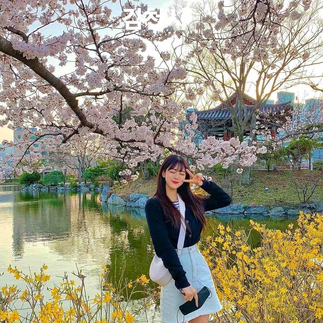 276076725 263000979362284 413530816243329697 n 1 Hoa anh đào bao quanh hồ nước tại KimCheon