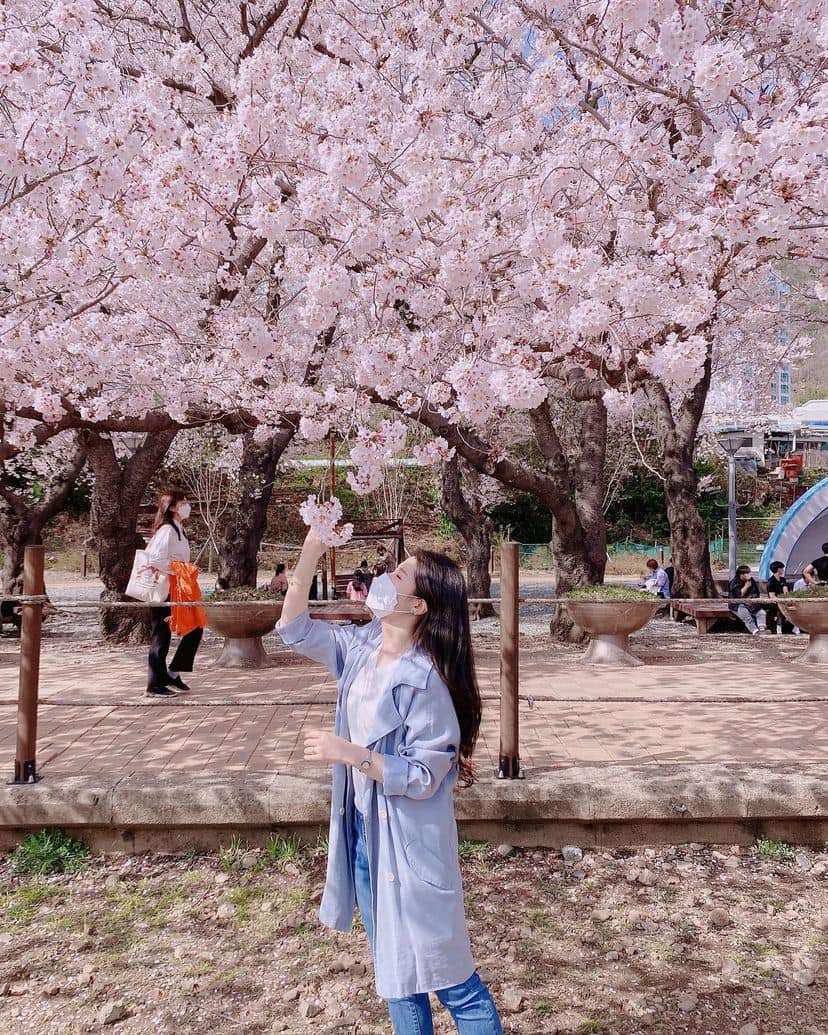 276110531 343375547727930 6478534984708808993 n 1 Mùa hoa anh đào ở Jinhae ￼