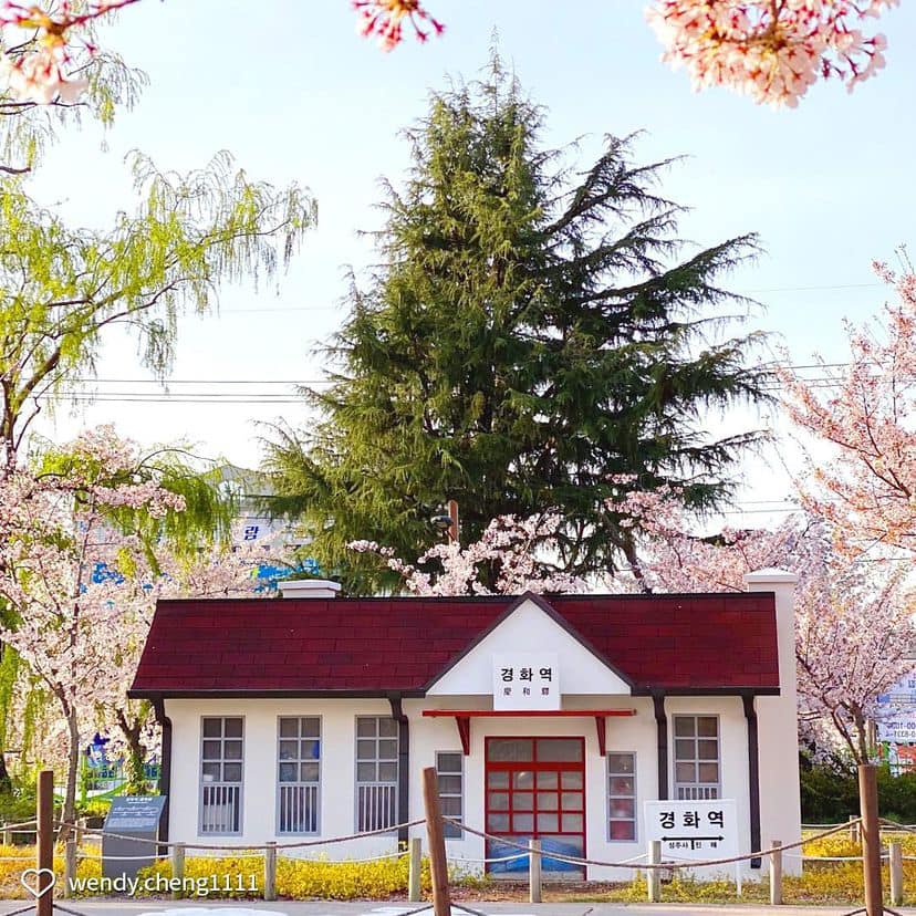 276120011 343374411061377 2018058886496288834 n 1 Mùa hoa anh đào ở Jinhae ￼