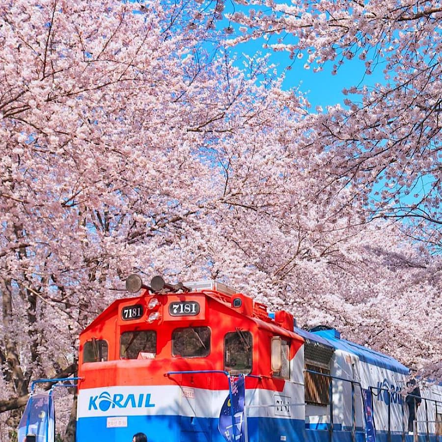 276123570 343374354394716 9067493506660847593 n 1 Mùa hoa anh đào ở Jinhae ￼