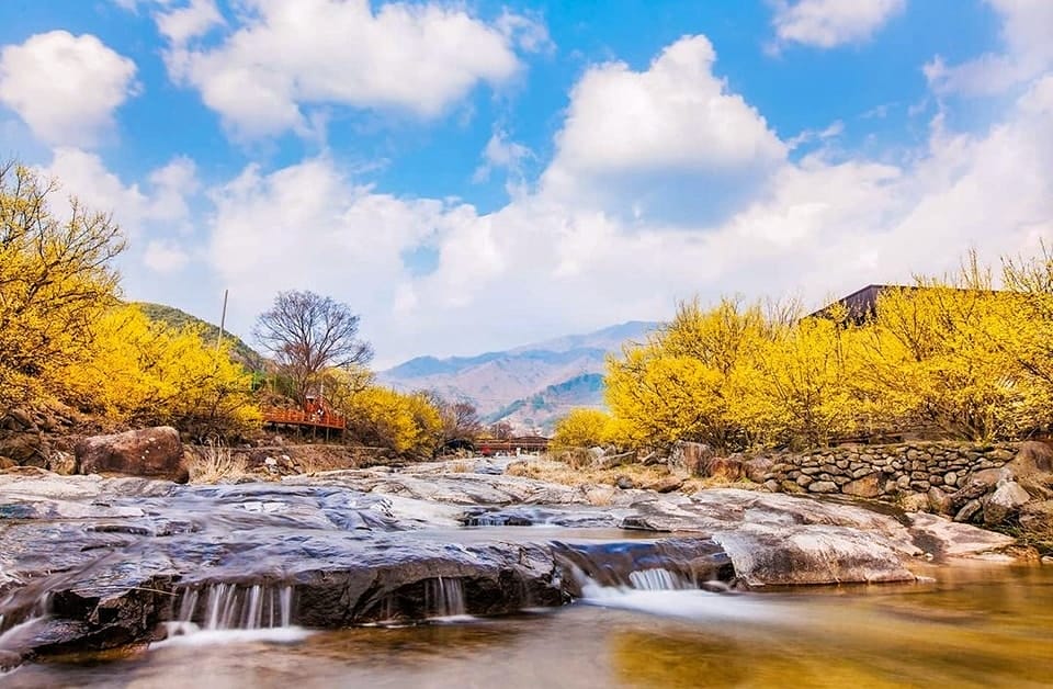 276265047 264353845893664 8001227948054831358 n 1 Đến thăm làng hoa Sơn Thù Du vàng rực đẹp nhất miền Nam