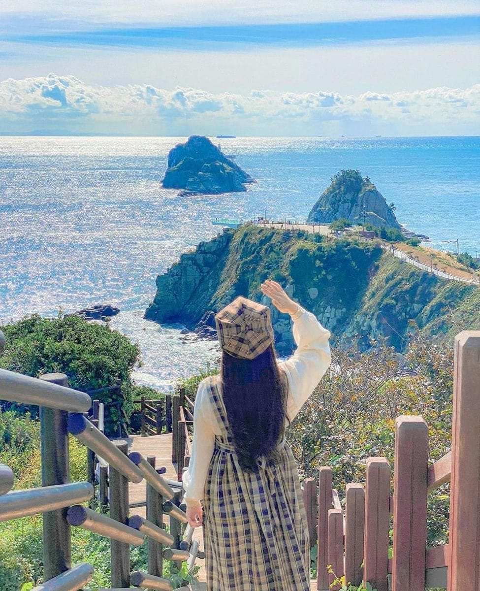 277251315 267527938909588 3129726539598518774 n 1 Vườn hoa cải hoa thủy tiên lên hình lung linh ở Busan