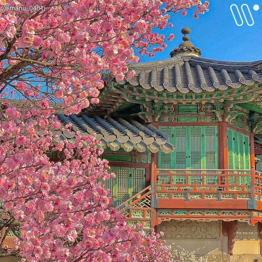 277511589 349928490405969 6952154151188076054 n 1 Cung Điện Changdeok mùa hoa đào nở