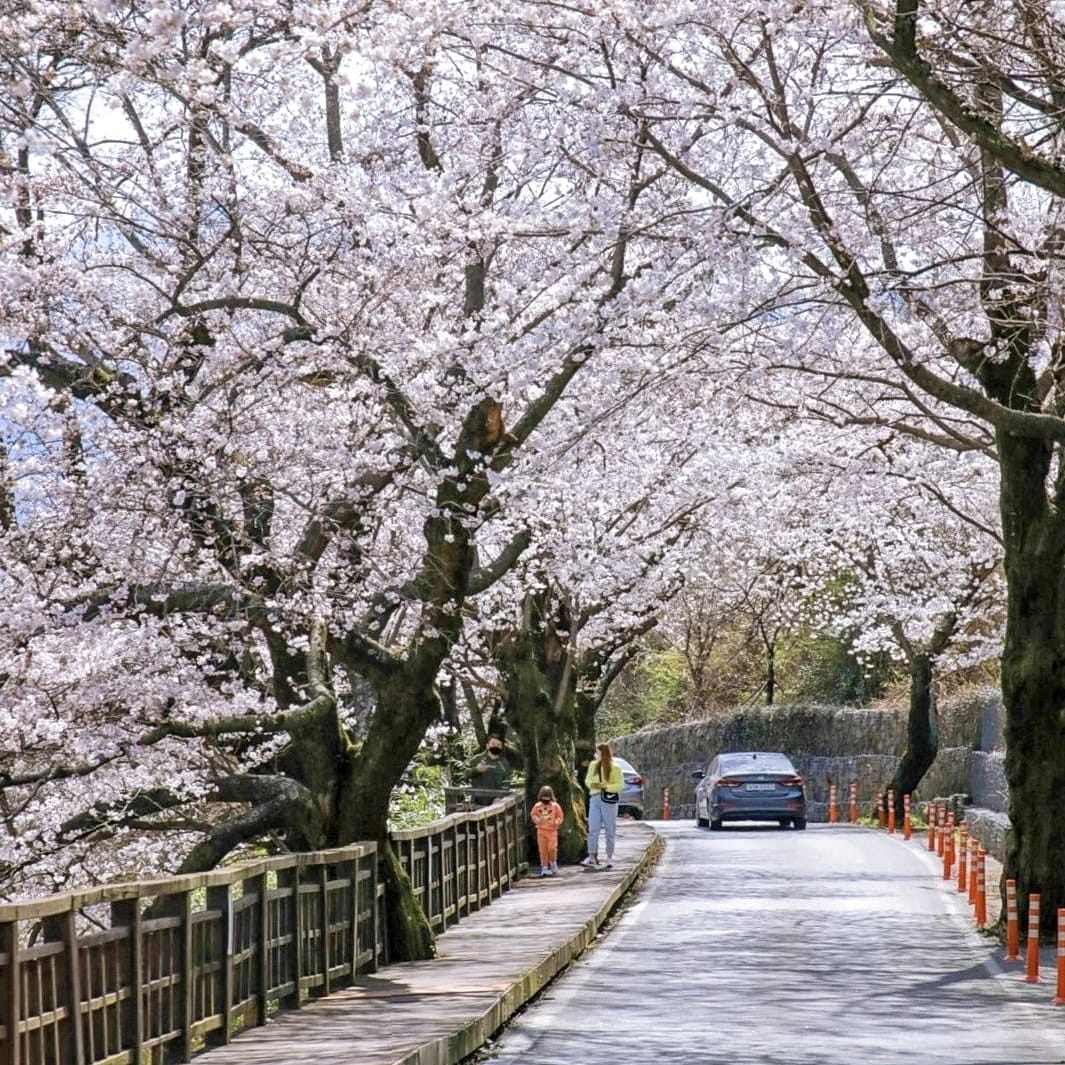 Đường hoa dài 5km đẹp nhất hiện nay tại 경상남도 9 277568691 272322575096791 3008633619505114236 n 1 Đường hoa dài 5km đẹp nhất hiện nay tại 경상남도