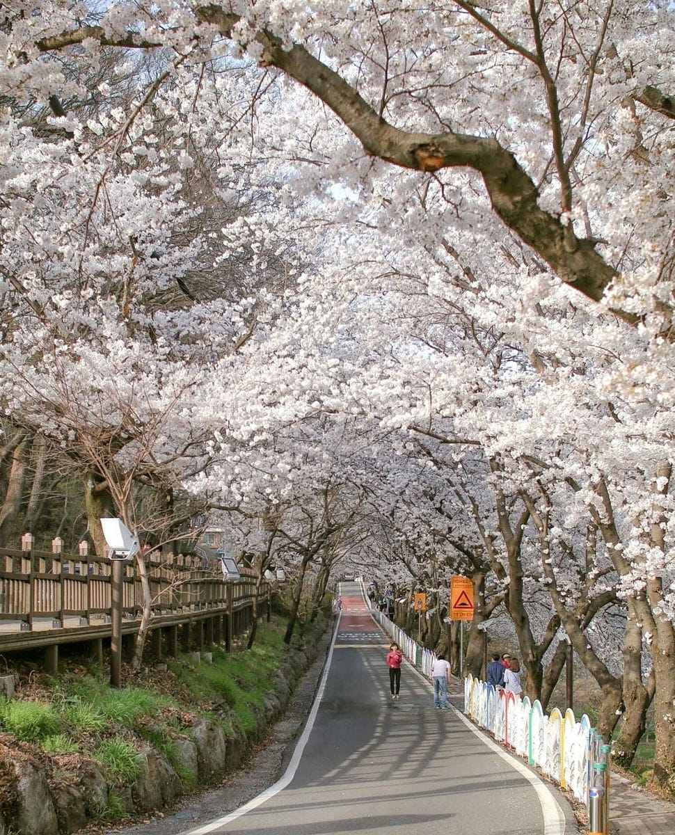 Đường hoa dài 5km đẹp nhất hiện nay tại 경상남도 10 277569229 272322511763464 2953454736625310033 n 1 Đường hoa dài 5km đẹp nhất hiện nay tại 경상남도