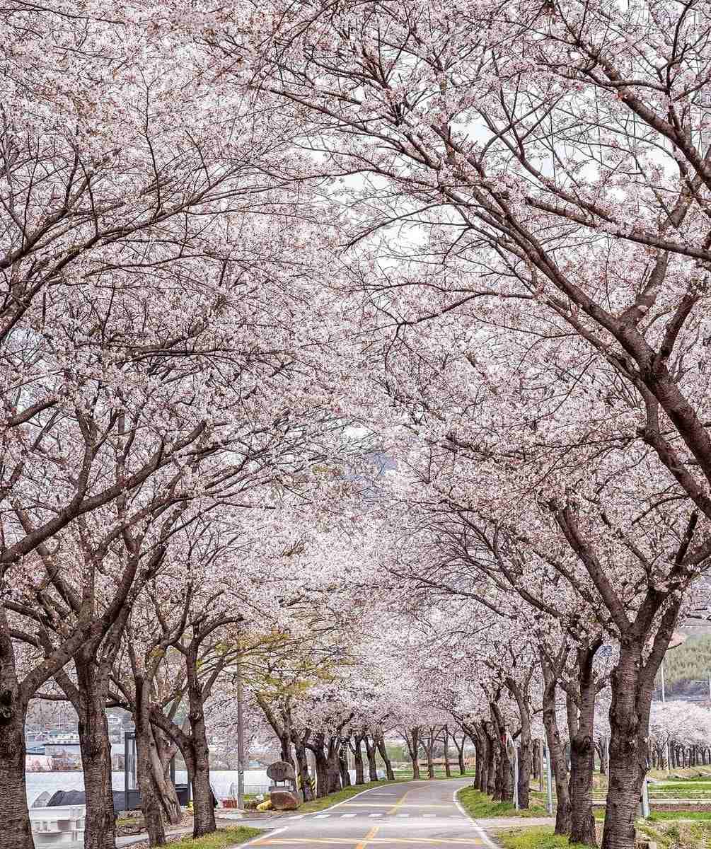 Đường hoa dài 5km đẹp nhất hiện nay tại 경상남도 11 277572531 272322555096793 7118318953860939956 n 1 Đường hoa dài 5km đẹp nhất hiện nay tại 경상남도