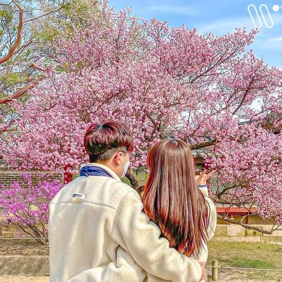 277578887 349928587072626 2176718879188917032 n 1 Cung Điện Changdeok mùa hoa đào nở