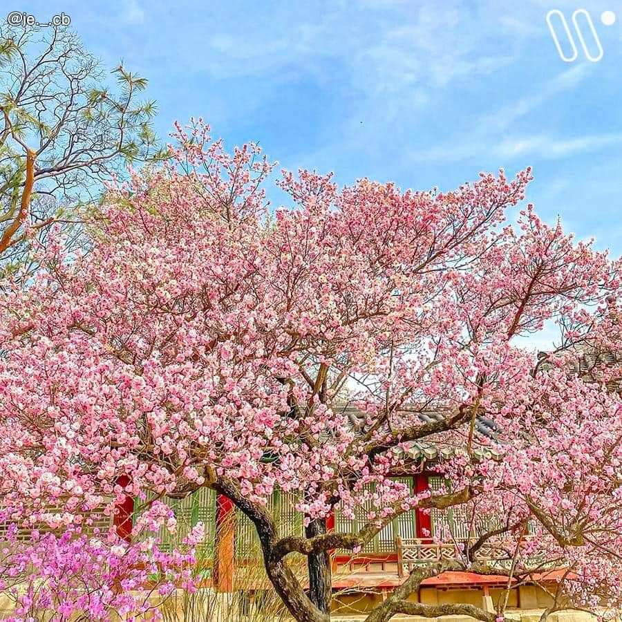 277666935 349928693739282 3097368511309364020 n 1 Cung Điện Changdeok mùa hoa đào nở