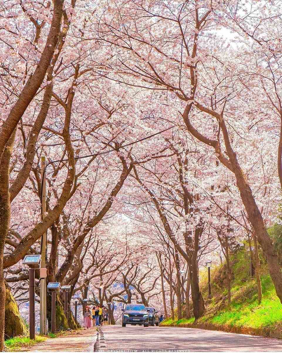 Đường hoa dài 5km đẹp nhất hiện nay tại 경상남도 16 277668534 272322365096812 6073661840135416977 n 1 Đường hoa dài 5km đẹp nhất hiện nay tại 경상남도