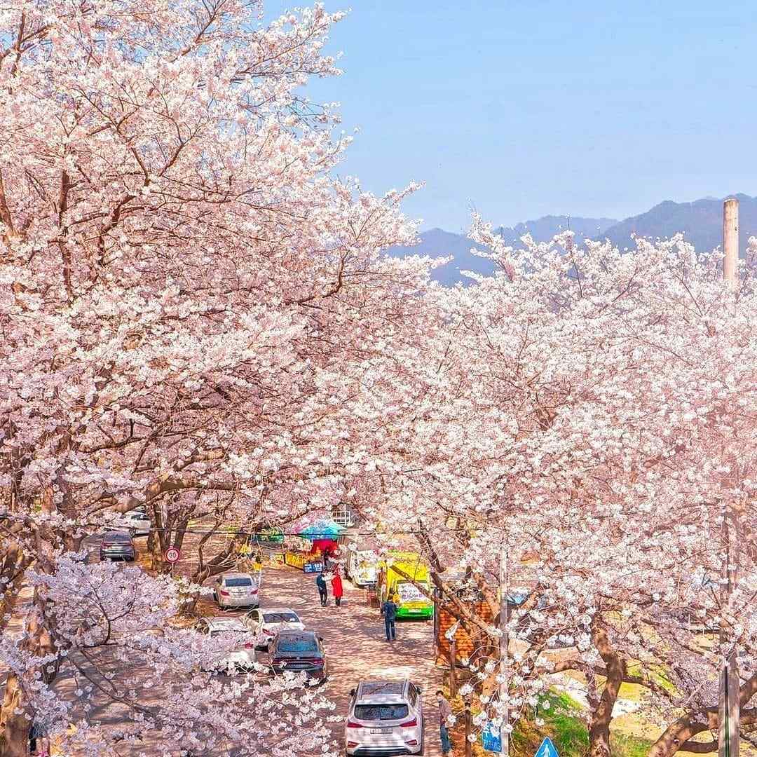 Đường hoa dài 5km đẹp nhất hiện nay tại 경상남도 17 277668939 272322411763474 1592602181181249 n 1 Đường hoa dài 5km đẹp nhất hiện nay tại 경상남도