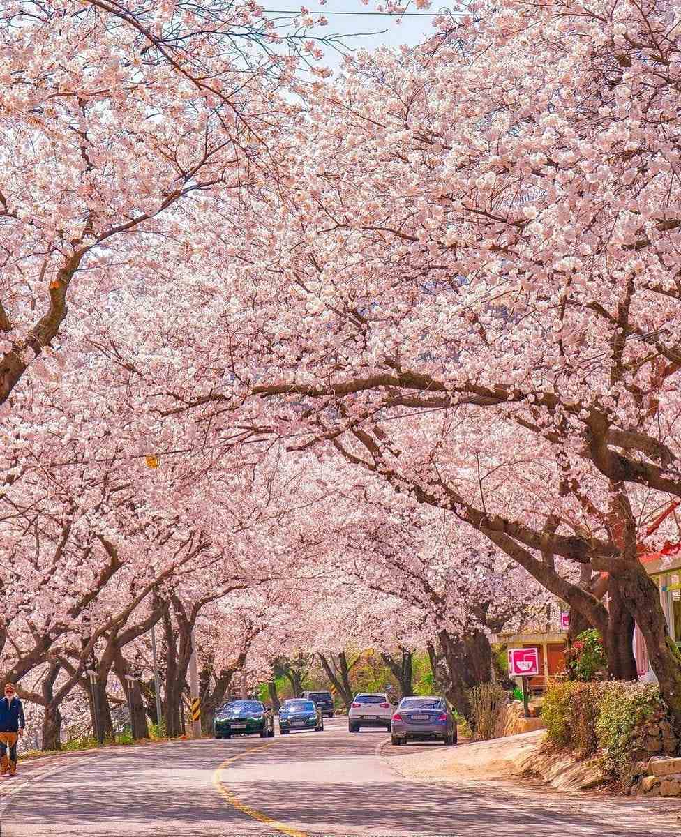 Đường hoa dài 5km đẹp nhất hiện nay tại 경상남도 18 277669690 272322311763484 3900562181443858574 n 1 Đường hoa dài 5km đẹp nhất hiện nay tại 경상남도