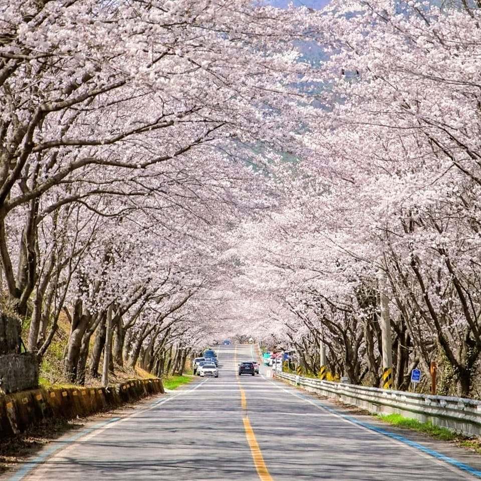 Đường hoa dài 5km đẹp nhất hiện nay tại 경상남도 19 277672309 272320245097024 7600499252741114386 n 1 Đường hoa dài 5km đẹp nhất hiện nay tại 경상남도