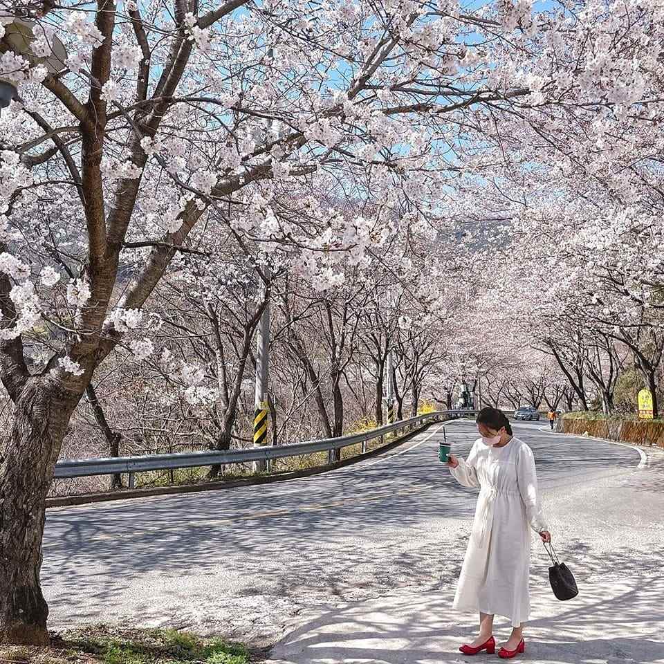 Đường hoa dài 5km đẹp nhất hiện nay tại 경상남도 21 277720626 272320081763707 3459449853923851270 n 1 Đường hoa dài 5km đẹp nhất hiện nay tại 경상남도