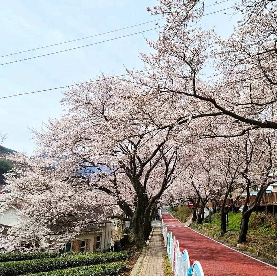 Đường hoa dài 5km đẹp nhất hiện nay tại 경상남도 22 277723645 272320425097006 2535794983214429502 n 1 Đường hoa dài 5km đẹp nhất hiện nay tại 경상남도