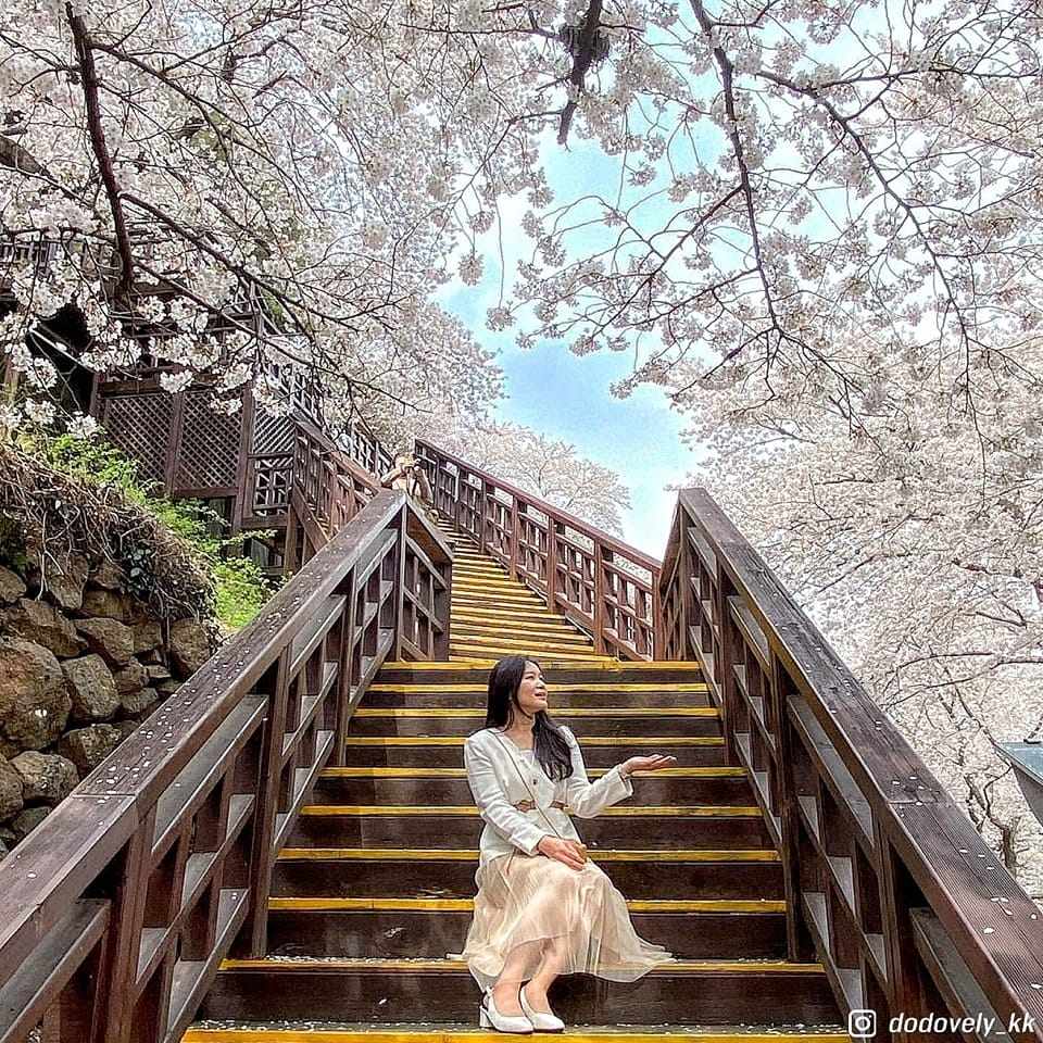 Đường hoa dài 5km đẹp nhất hiện nay tại 경상남도 23 277726126 272320131763702 3000910002327055275 n 1 Đường hoa dài 5km đẹp nhất hiện nay tại 경상남도