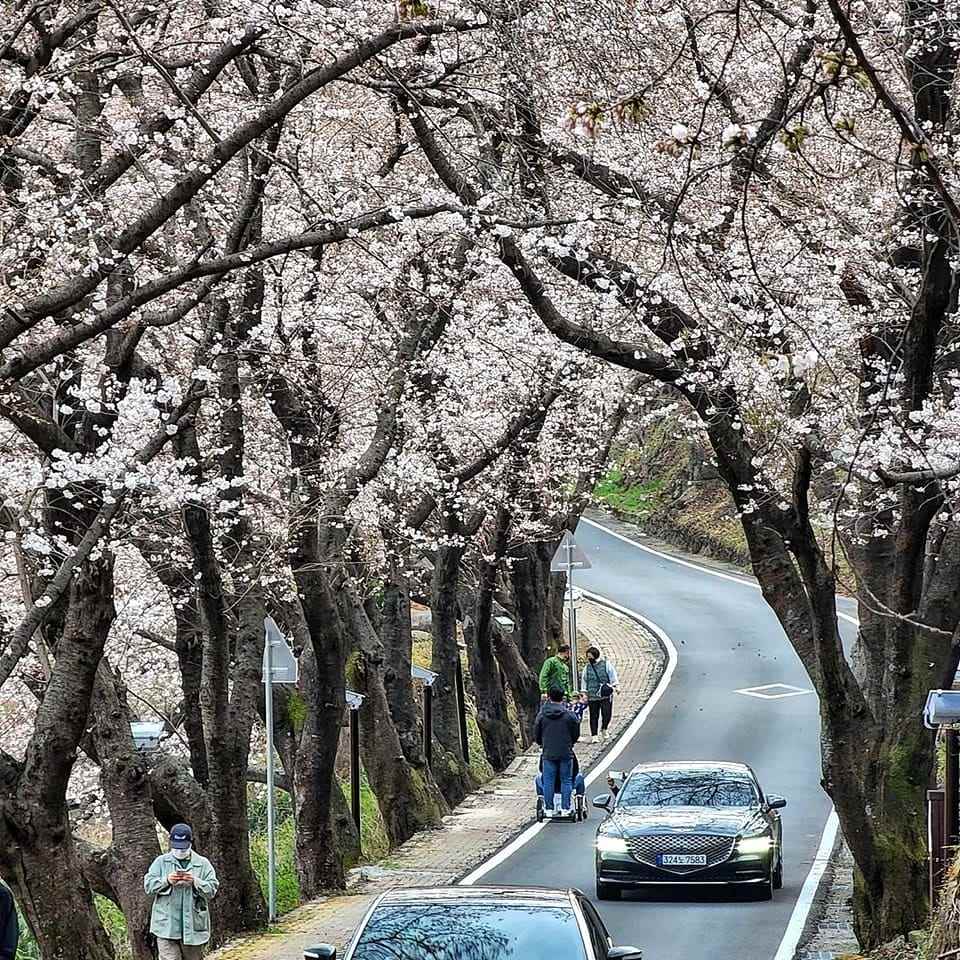 Đường hoa dài 5km đẹp nhất hiện nay tại 경상남도 24 277761307 272320308430351 4530701114835378442 n 1 Đường hoa dài 5km đẹp nhất hiện nay tại 경상남도