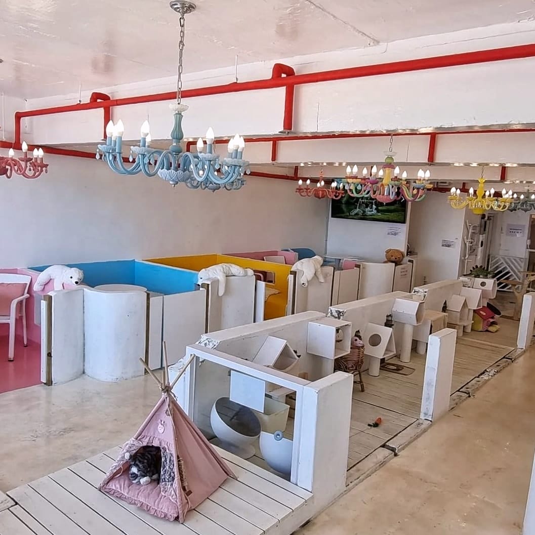 277767869 275145028147879 8660743143512107940 n 1 Honey Beach quán cà phê view biển đậm phong cách Tropical