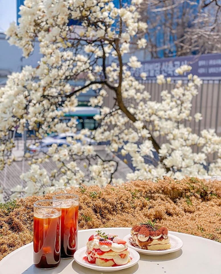 277772879 271570911838624 8023173677086698599 n 1 Quán cafe có view Hoa Mộc Lan ở Suwon-si