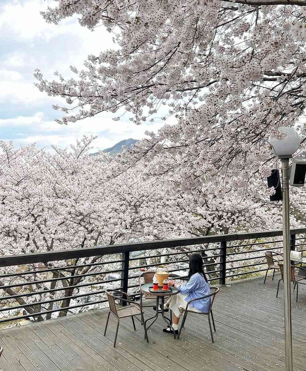 277779366 274586031537112 5442776898952649672 n 1 Morning coffee quán cafe với vườn anh đào tại Changwon
