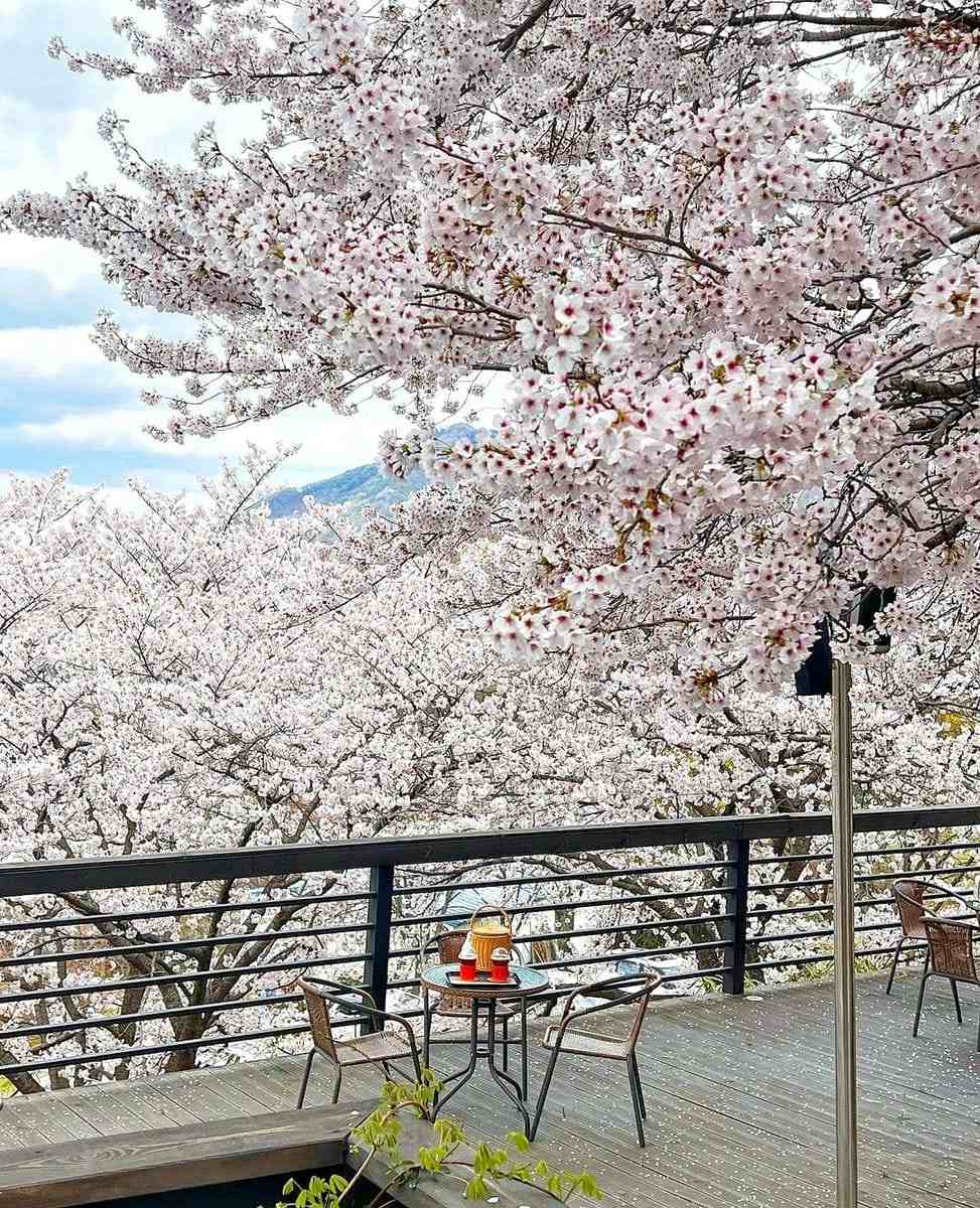 277780411 274585711537144 4437615589693821460 n 1 Morning coffee quán cafe với vườn anh đào tại Changwon