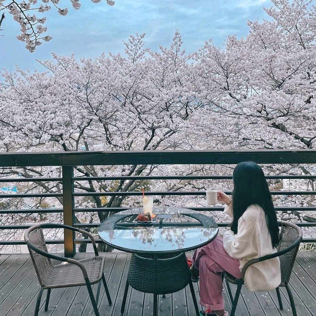 277781639 274585641537151 9067792569514356830 n 1 Morning coffee quán cafe với vườn anh đào tại Changwon