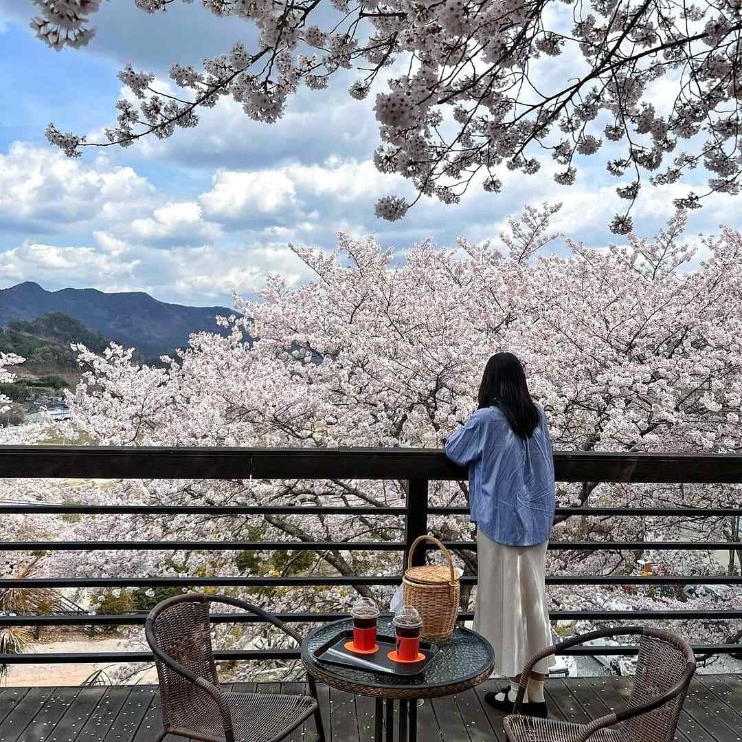 277782444 274585571537158 8601384652392864873 n 1 Morning coffee quán cafe với vườn anh đào tại Changwon