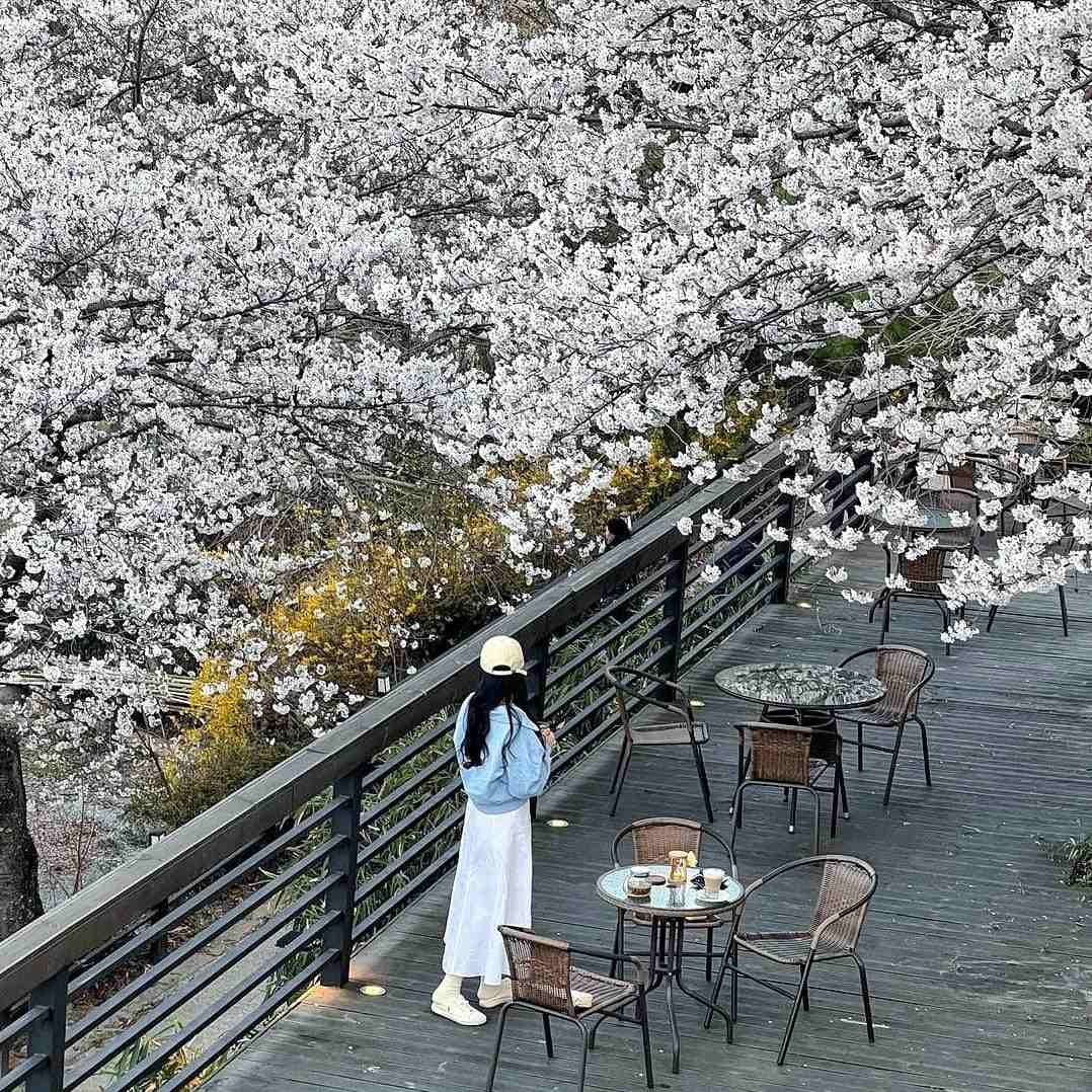 277784568 274585531537162 860172580463829739 n 1 Morning coffee quán cafe với vườn anh đào tại Changwon